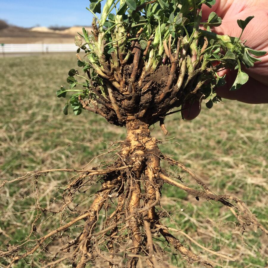 A branched-root alfalfa plant pulled from the field